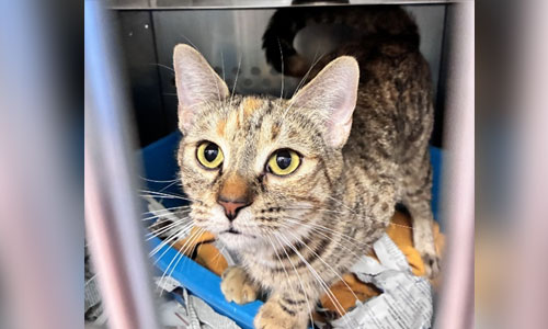 Adult shorthaired brown tabby/calico cat