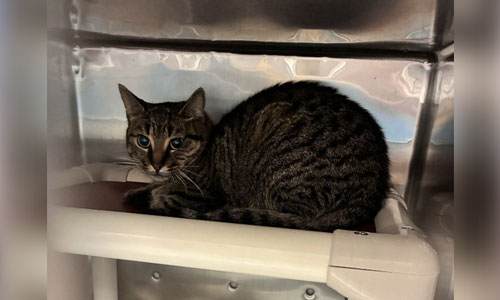 Adult brown tabby cat