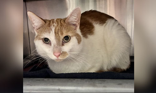 Adult shorthaired orange and white cat