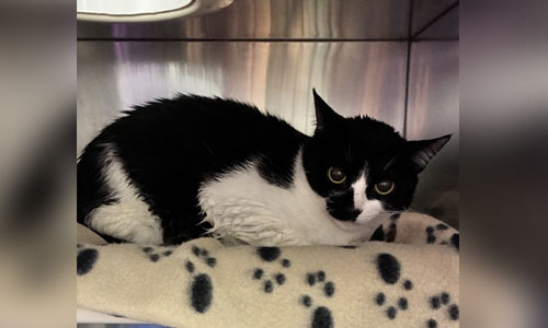 Adult shorthaired black and white cat
