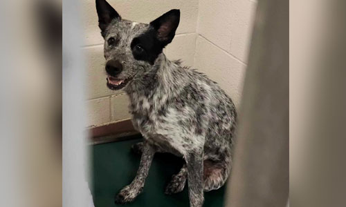 Black and grey adult Cattle dog