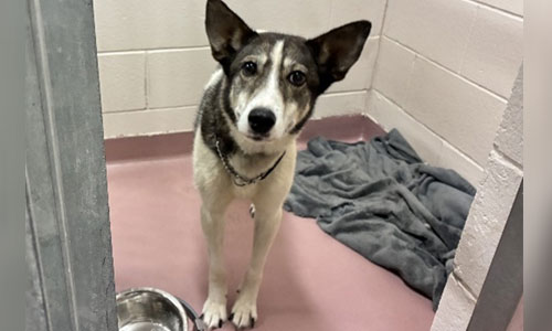 Adult tri-coloured husky x dog