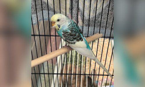 bird in a cage