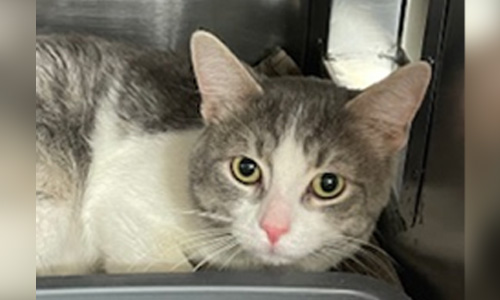 grey and white tabby cat