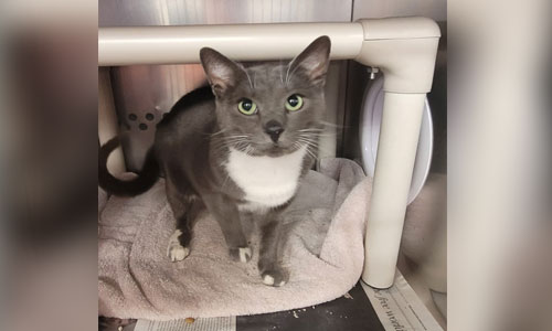 Adult shorthaired grey and white cat