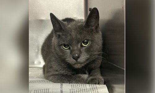 Adult shorthaired grey cat