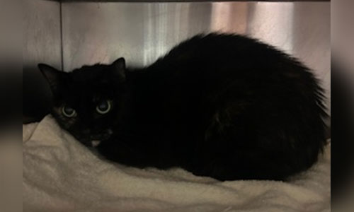 Adult torti cat