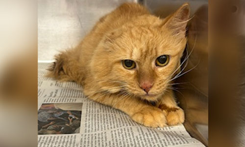 Shorthaired orange cat with one ear