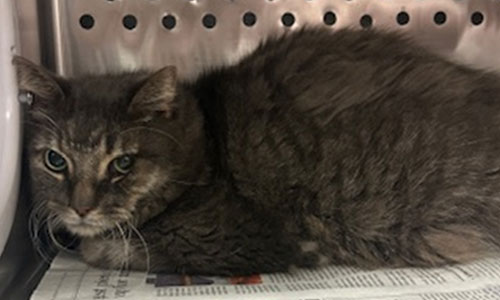 Mediumhaired grey tabby cat 