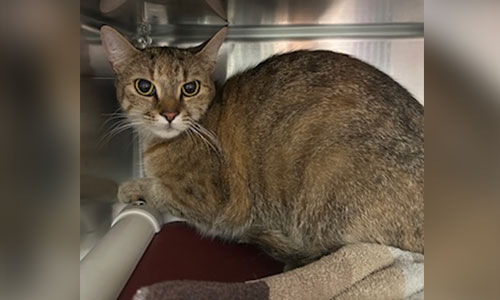 Shorthaired calico tabby cat