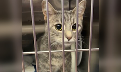 grey tabby cat