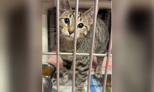 Adult shorthaired brown tabby cat