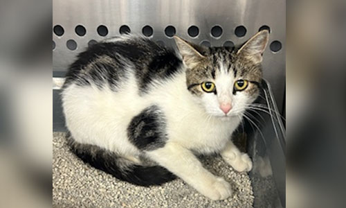 Adult shorthaired brown and white cat