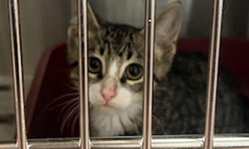 grey tabby cat
