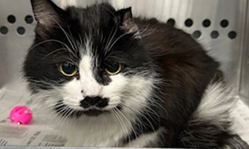 black and white cat