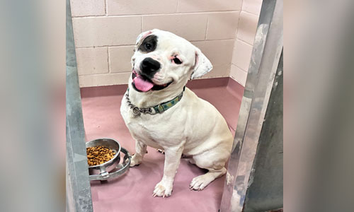 White american bully with black spot over eye