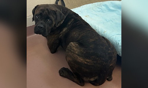 black/dark brown dog
