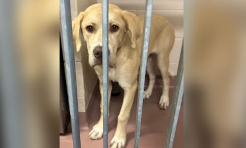 Yellow and white adult lab dog