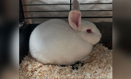 White rabbit with red eyes