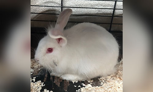 Adult white rabbit, one ear is slightly bent