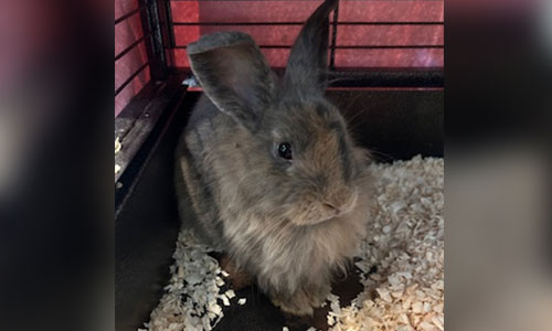 Adult fluffy torti rabbit