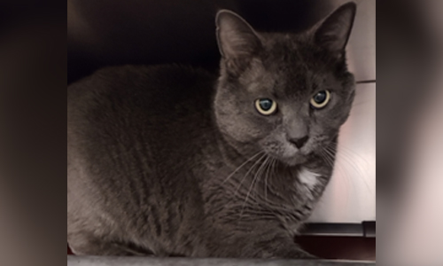 dark grey cat