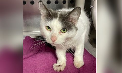 Mediumhaired white and grey cat