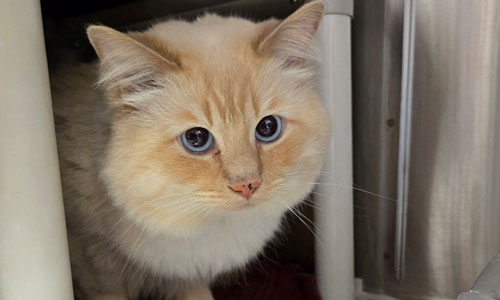 Fluffy orange/white Himalayan cross cat with blue eyes