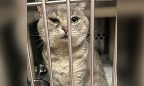 Grey and white tabby cat