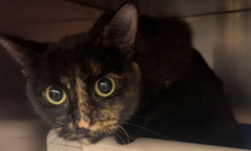 Adult shorthaired torti cat