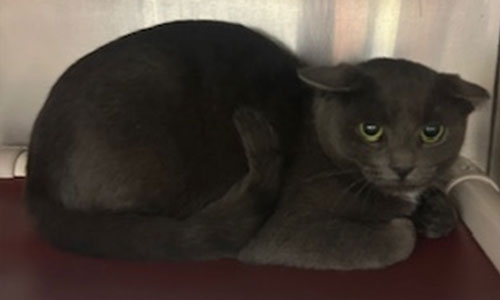 Adult grey cat