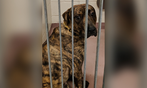 brown and black striped dog