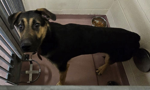 Adult black/tan German Shepherd X dog