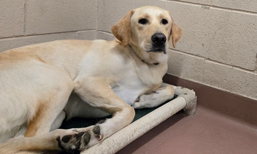 Adult yellow lab dog