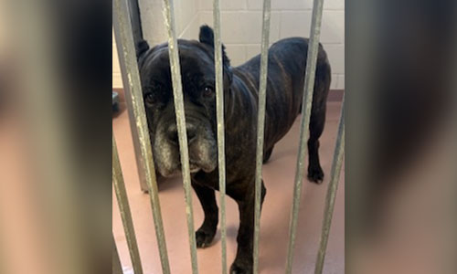 Brindle Mastiff/Corso x dog
