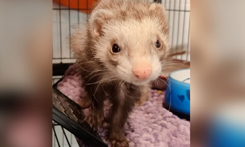 Adult brown and cream ferret