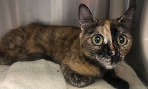 Adult shorthaired torti cat
