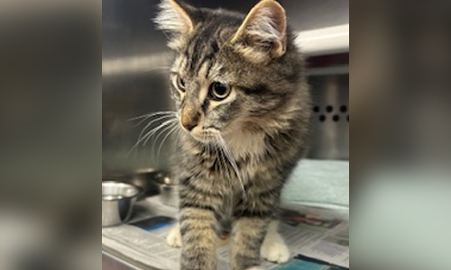 tabby cat