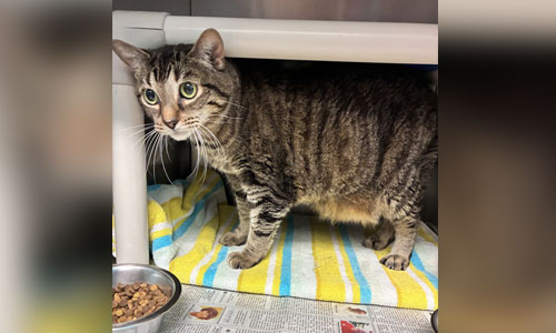 Adult brown tabby cat