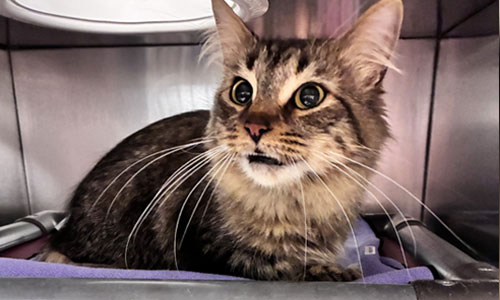 Mediumhaired adult brown tabby cat