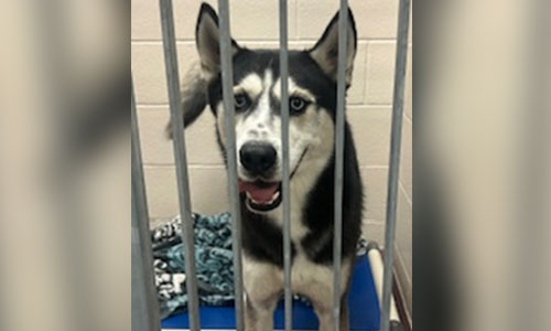 Adult black and white husky dog