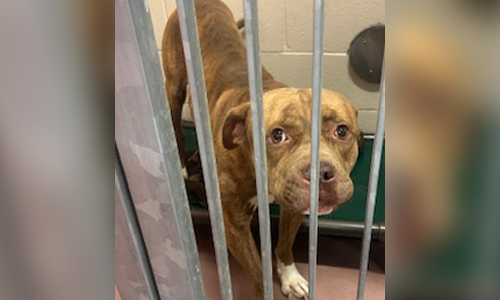 Bully cross brown
