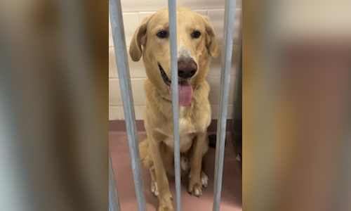 Lab / Husky
