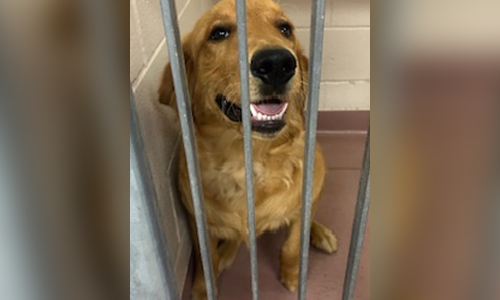 Golden retriever