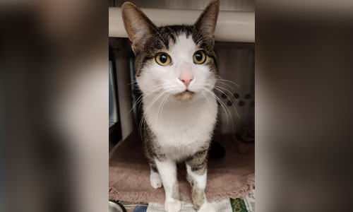 Brown and white tabby cat