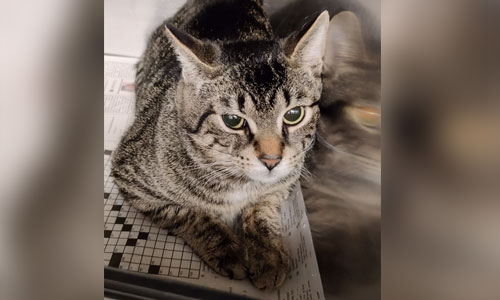 Adult shorthaired brown tabby cat