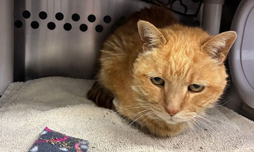 Adult orange tabby cat