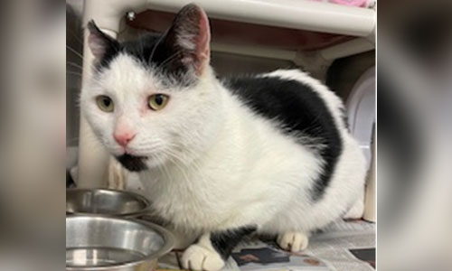 Adult shorthaired white cat with black patches, a pink nose and little black patch on chin