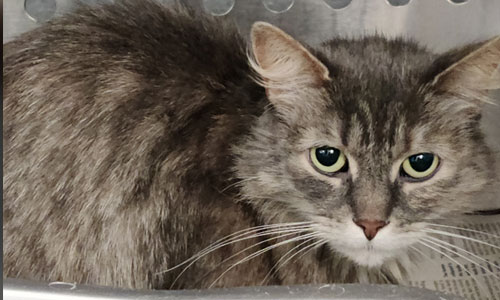 Adult mediumhaired grey tabby cat