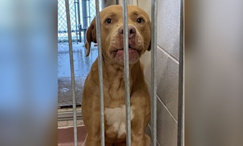 Tan/White Bully X dog